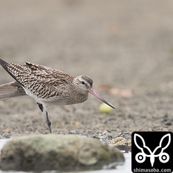 次列雨覆がかなりすり減っているようです。