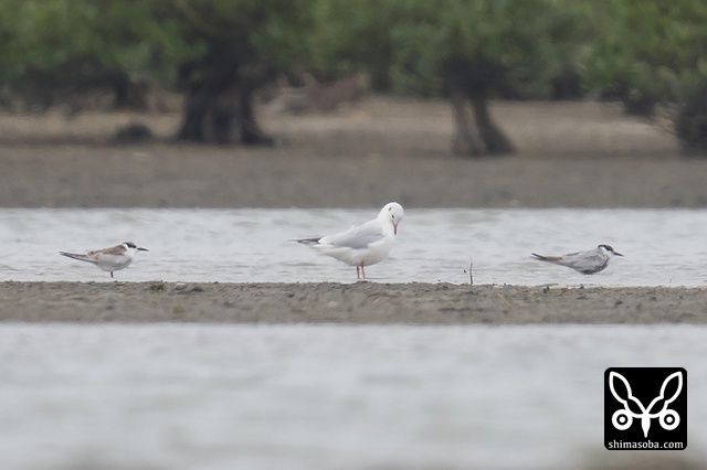 クロハラアジサシ