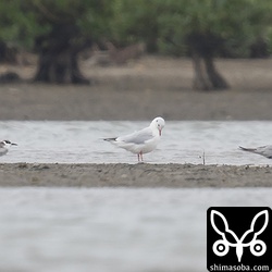 ユリカモメが4羽やって来ました。両サイドはクロハラアジサシ。