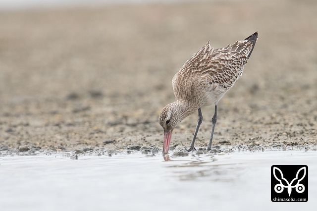 オオソリハシシギ