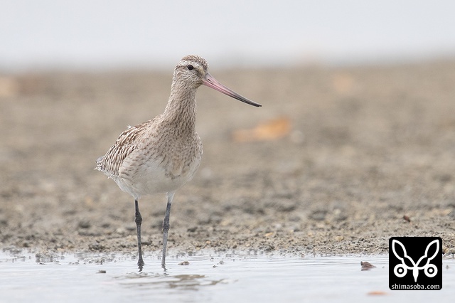 オオソリハシシギ