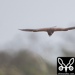 チョウゲンボの獲物は、タイワンツチイナゴと思しき大きなバッタ。