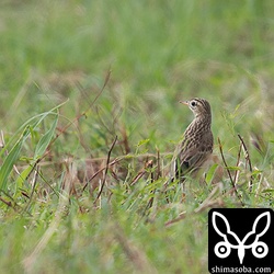 沖縄本島に冬鳥としてやってくるマミジロタヒバリは石垣島などに比べると少ない。