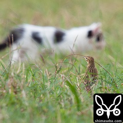 野良猫を警戒するマミジロタヒバリ。