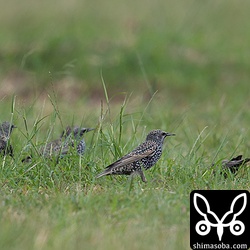 ホシムクドリの虹彩が灰色の個体は幼鳥?