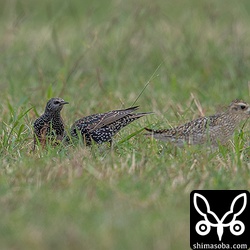 ムナグロとホシムクドリ。沖縄っぽい光景。