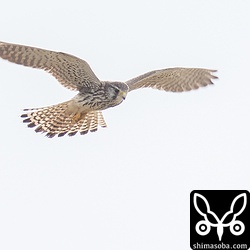 チョウゲンボウ。造成地のムナグロを驚かしていた。