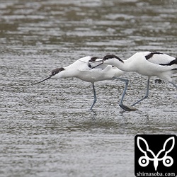 こちらでは成鳥(右)と幼鳥の喧嘩。
