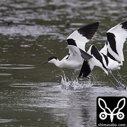 しかし、近づきすぎると喧嘩に発展します。^^;