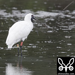 こちらはクロツラヘラサギの「E24」沖縄本島で越夏しました。ことしで6歳。