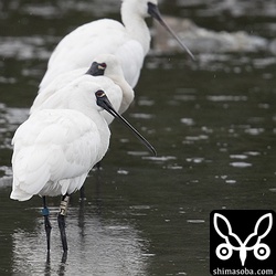 今年もやってきたクロツラヘラサギの「J15」。保護されて以来、10年連続の飛来で13歳になります。