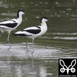美しいソリハシセイタカシギ成鳥のシンクロ。