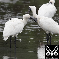 クロツラヘラサギは、よくお互いを羽繕いします。