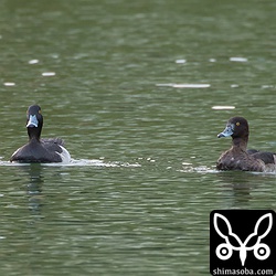 キンクロハジロのオス(左)とキンクロハジロのメス。