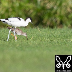 アカアシシギとソリハシセイタカシギ。