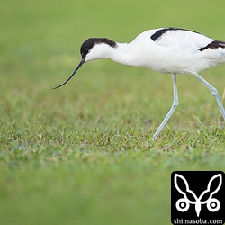 フェンス越しで撮影していましたが、一番近い時は、10メートルほどまでやってきた。