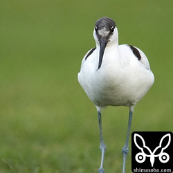 座っていたらどんどんこちらに近ずいてくる。