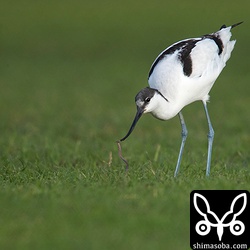 またミミズゲット。