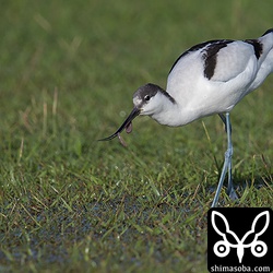 水浸しのグラウンドでミミズを捕まえたソリハシセイタカシギ。