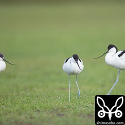 3羽のソリハシセイタカシギがいた。左が幼鳥、右の2羽は成鳥。
