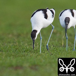 ミミズを捕まえた左の個体を追いかける若いソリハシセイタカシギ。