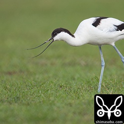 またまたミミズゲット。