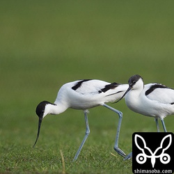 グラウンドの短く刈り込まれた芝生にソリハシセイタカシギ成鳥。