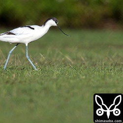 芝生の上のソリハシセイタカシギなんて繁殖地でもない限りなかなか見られないので親の仇のようにシャッターを押してしまった…。^^;