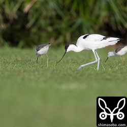コアオアシシギとソリハシセイタカシギ。