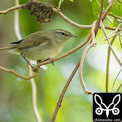 ウグイスは地鳴きだけはたくさん聞こえてくるけど姿はなかなか捉えられない。