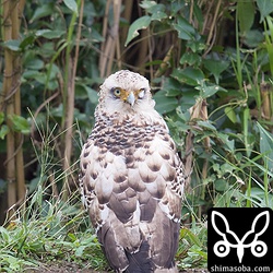 こちらのカンムリワシは、片目を患っているかと思いましたが、目を閉じているだけでした。