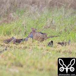 落穂を食いにコウライキジの群れもやって来た。