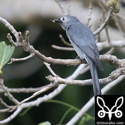 百発百中で飛んでいる小さな虫を狩ります。オウチュウと同じくハイイロオウチュウも獲物の下から回り込んで円を描くように元の枝に戻っていました。