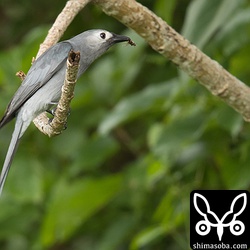 アブのような昆虫を見事に空中キャッチで捕まえた。