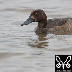 水を張った田んぼにキンクロハジロ。