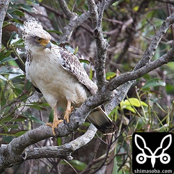 風でカンムリワシの冠羽が立っています。