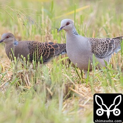 こちらは全体的に白っぽいキジバト。隣のリュウキュウキジバトと全く違います。
