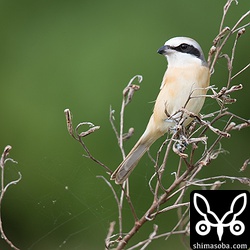 シマアカモズのオス成鳥。