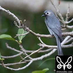 美しい野鳥です。師匠によると鳴き声も素晴らしく美しいそうです。ハイイロオウチュウの鳴き声、聴いて見たかったなー。