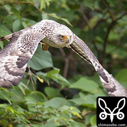 予想外の飛び出しだったのでオートフォーカスの設定が1点になっており、急場しのぎのマニュアルフォーカス。ちょっとピントが甘い…。^^;