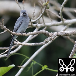 可愛らしいハイイロオウチュウの正面顔。
