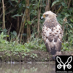 ただ、餌が十分に取れていないのか、少し元気がない様子でした。