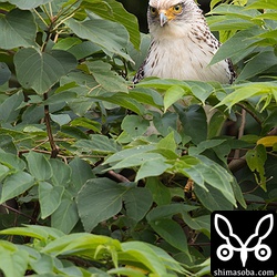 葉っぱの陰からこんにちは。^^