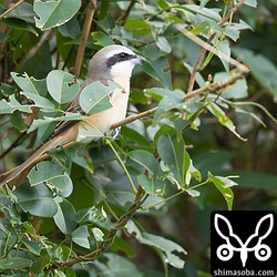 カンムリワシのすぐ横にいたシマアカモズ。お互いに興味はないようだった。