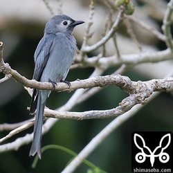天気に恵まれたら言うことなしだったのですが、　撮影中は、あいにくの小雨でした。