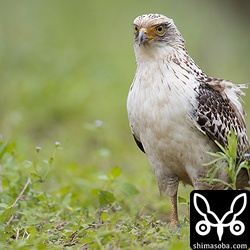 これから本格的な冬が来ると幼鳥の救護個体が増えます。また、車が増え交通事故に遭う個体も多くいますが、立派な成鳥になることを願ってやみません。