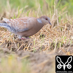 変な色のキジバト。1羽だけ目立ってた。