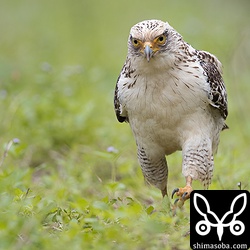 畔を歩くカンムリワシ。