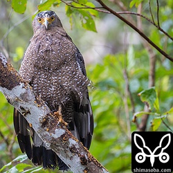 雨が上がった隙に羽を乾かしに来たカンムリワシ成鳥メス。