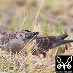 ベニバトとキジバトの大きさ比べ。一回り以上小さいです。
